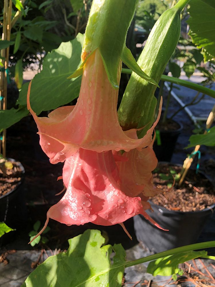 brugmansia-angel-s-trumpet