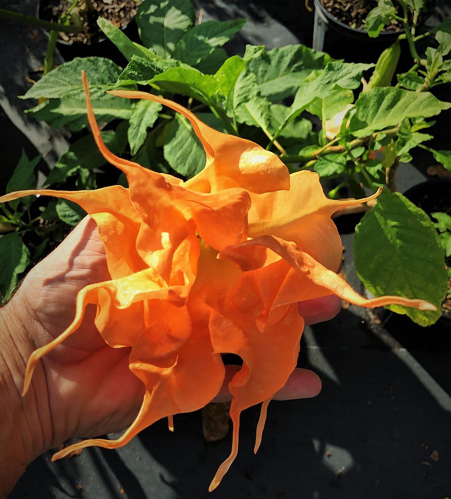 brugmansia-angel-s-trumpet