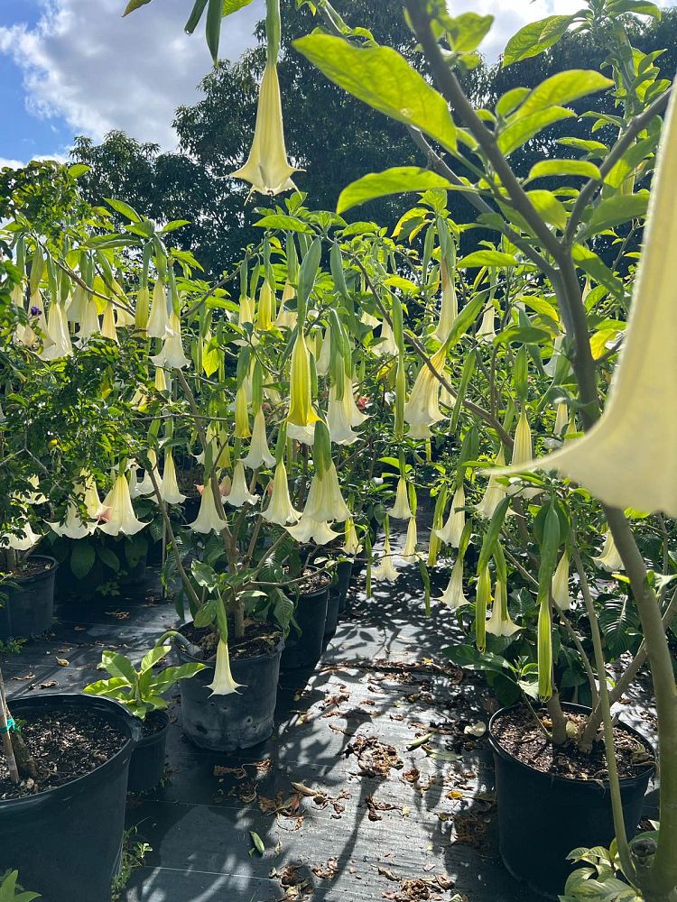 brugmansia-angel-s-trumpet