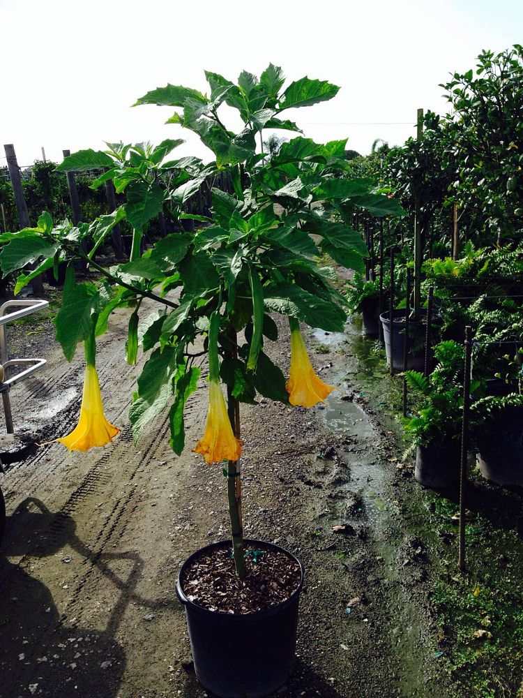brugmansia-arborea-angel-s-trumpet