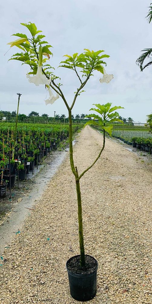 brugmansia-arborea-angel-s-trumpet