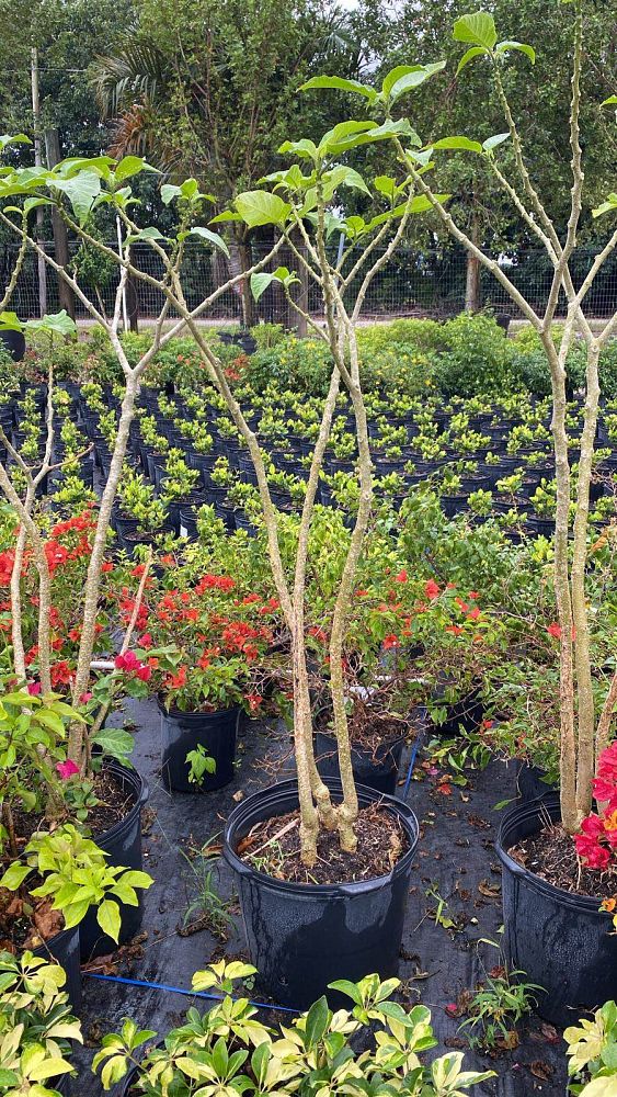 brugmansia-arborea-angel-s-trumpet