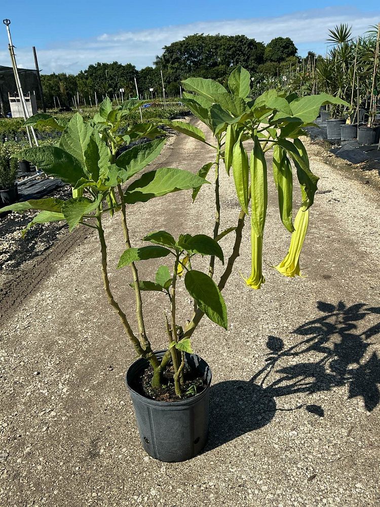 brugmansia-arborea-angel-s-trumpet