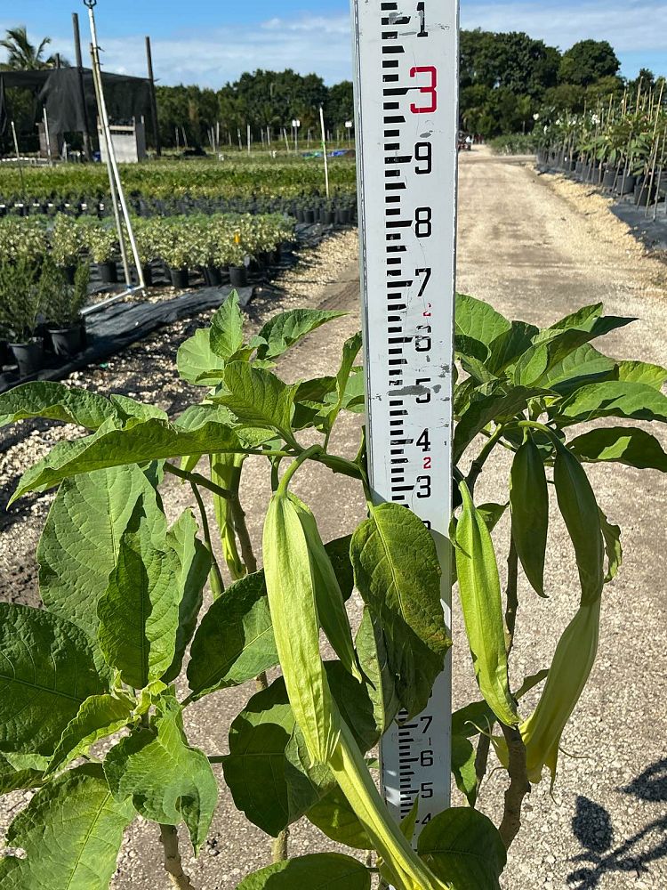 brugmansia-arborea-angel-s-trumpet
