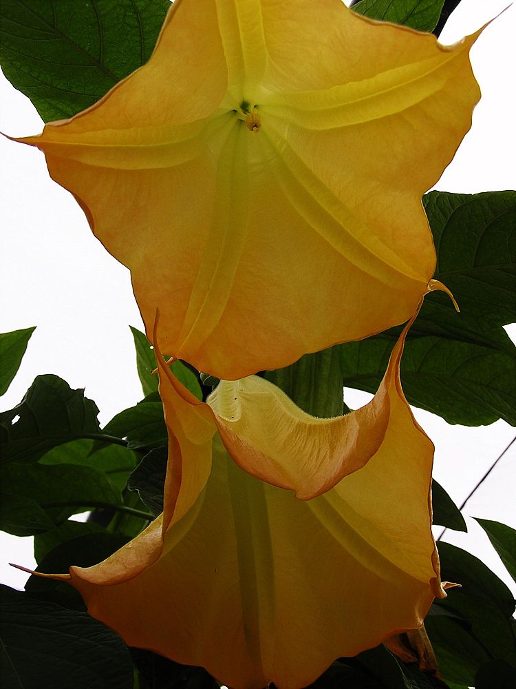brugmansia-charles-grimaldi-angel-s-trumpet