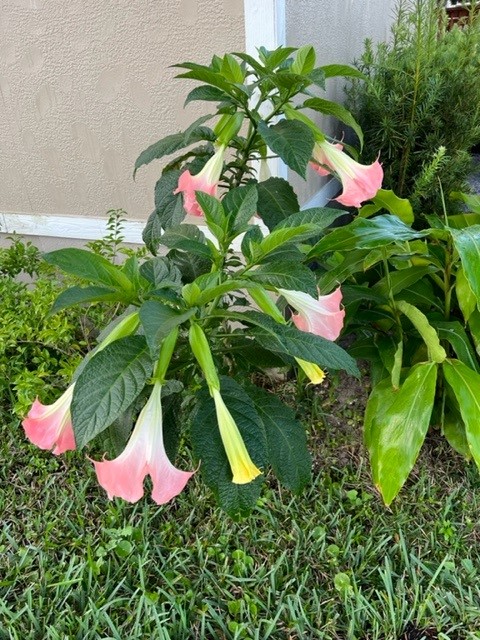 brugmansia-pink-angel-s-trumpet-angel-trumpet