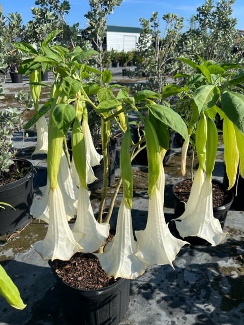 brugmansia-white-angel-s-trumpet