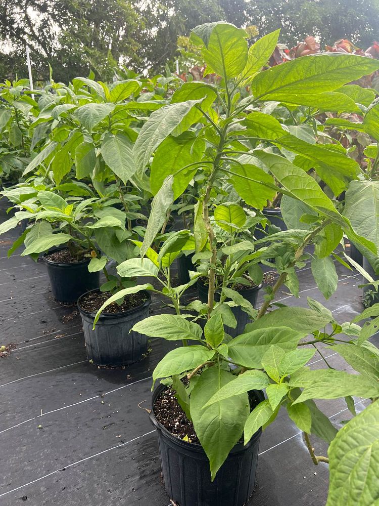 brugmansia-white-angel-s-trumpet