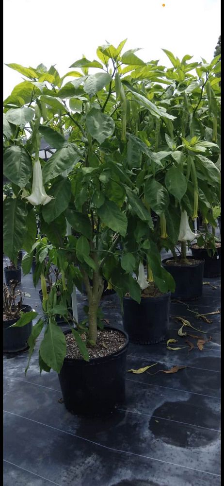 brugmansia-white-angel-s-trumpet