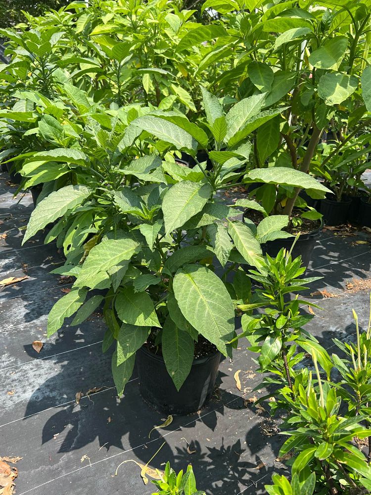 brugmansia-white-angel-s-trumpet