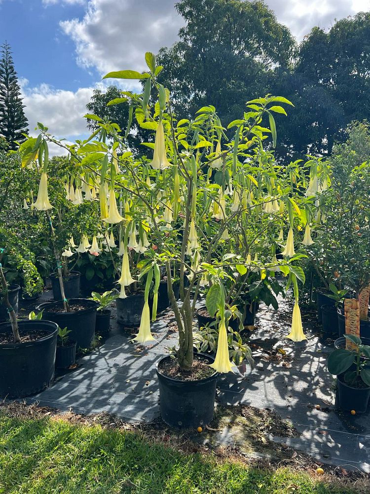 brugmansia-white-angel-s-trumpet