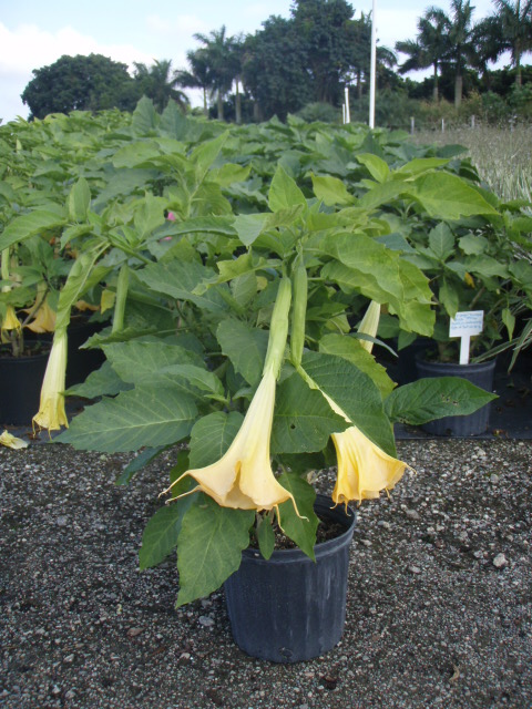 brugmansia-x-candida-angel-s-trumpet
