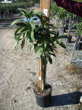 brugmansia-x-candida-angel-s-trumpet