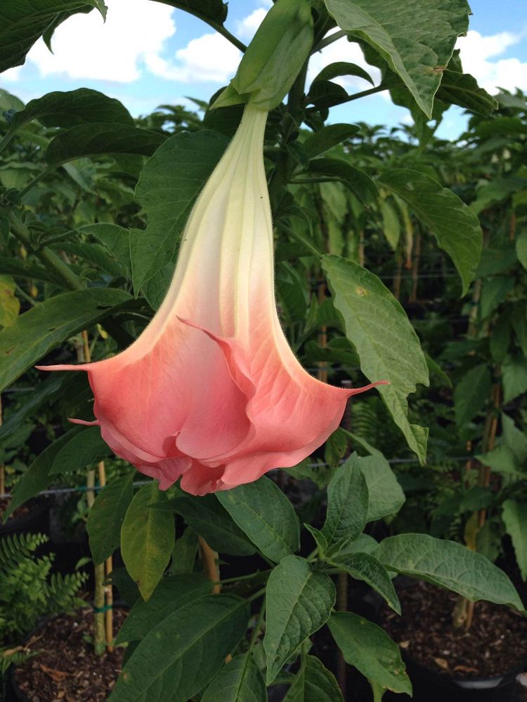 brugmansia-x-candida-angel-s-trumpet