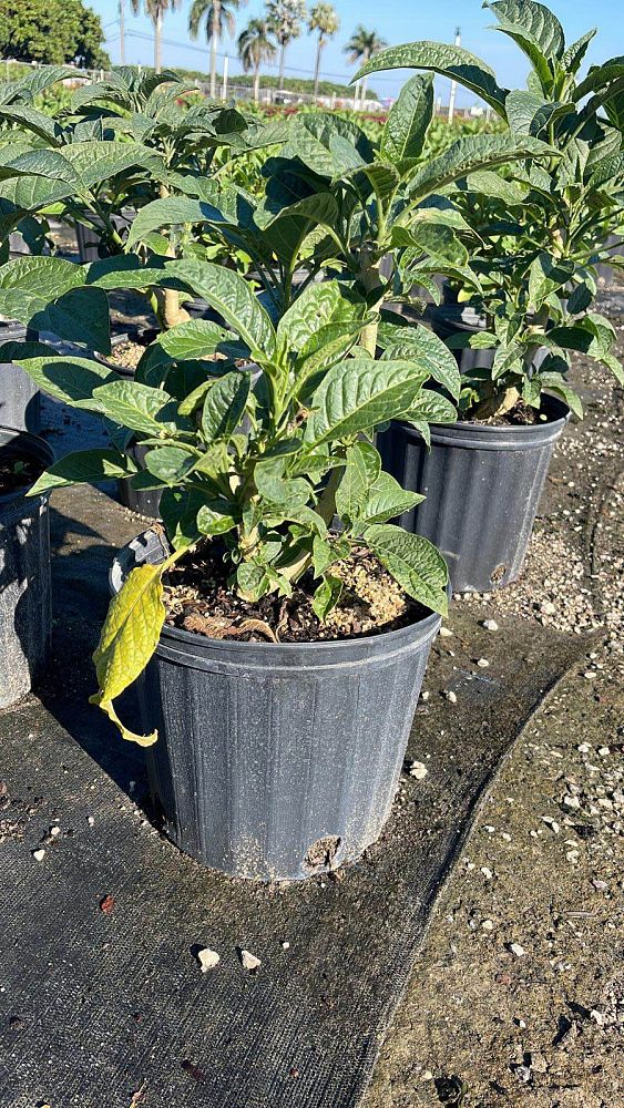 brugmansia-x-candida-angel-s-trumpet