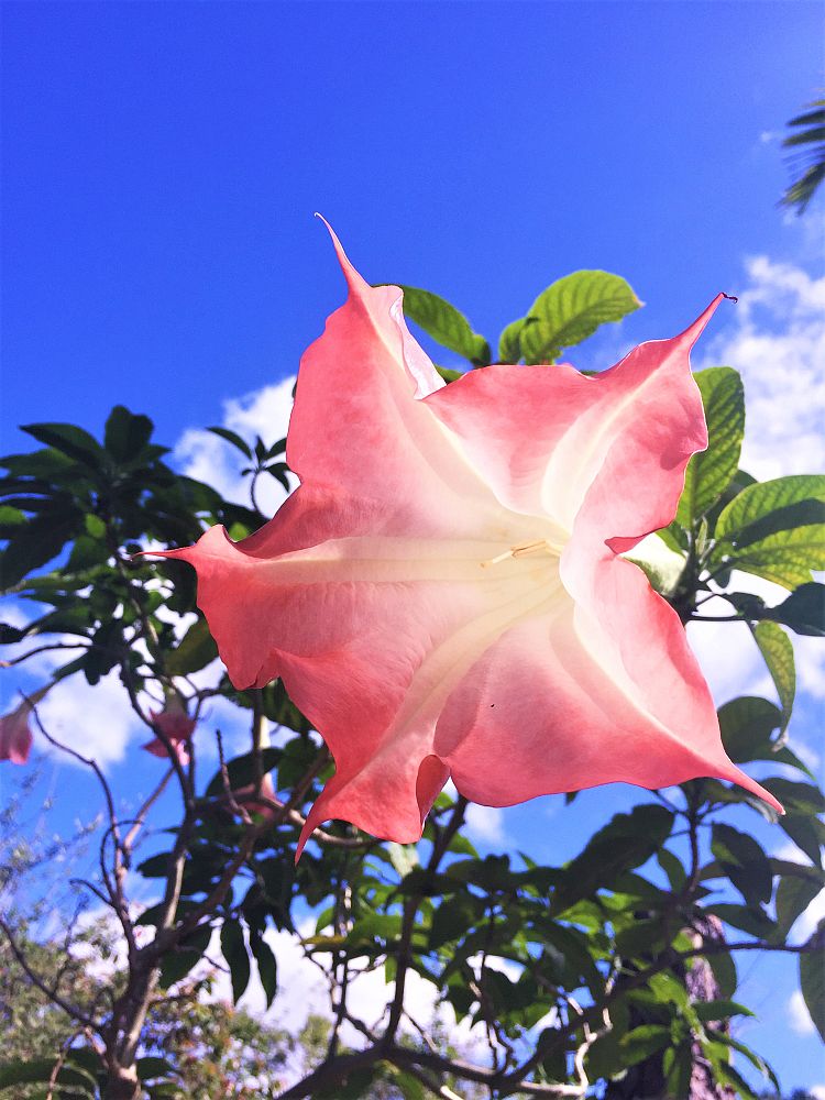 brugmansia-x-insignis-angel-s-trumpet-datura-insignis