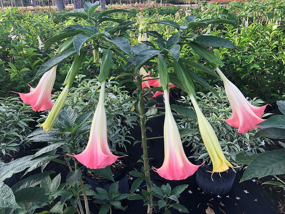 brugmansia-x-insignis-angel-s-trumpet-datura-insignis
