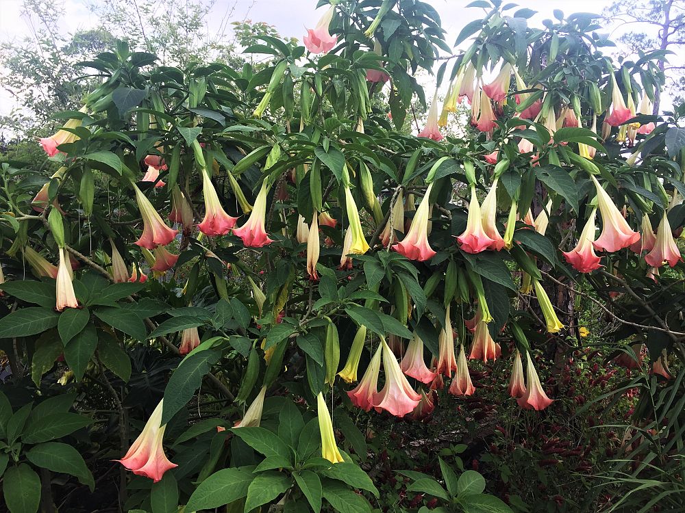 brugmansia-x-insignis-angel-s-trumpet-datura-insignis