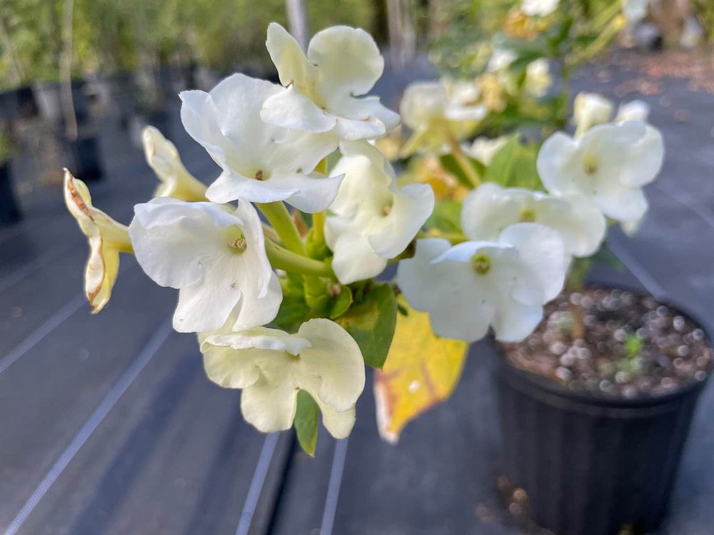 brunfelsia-americana-lady-of-the-night