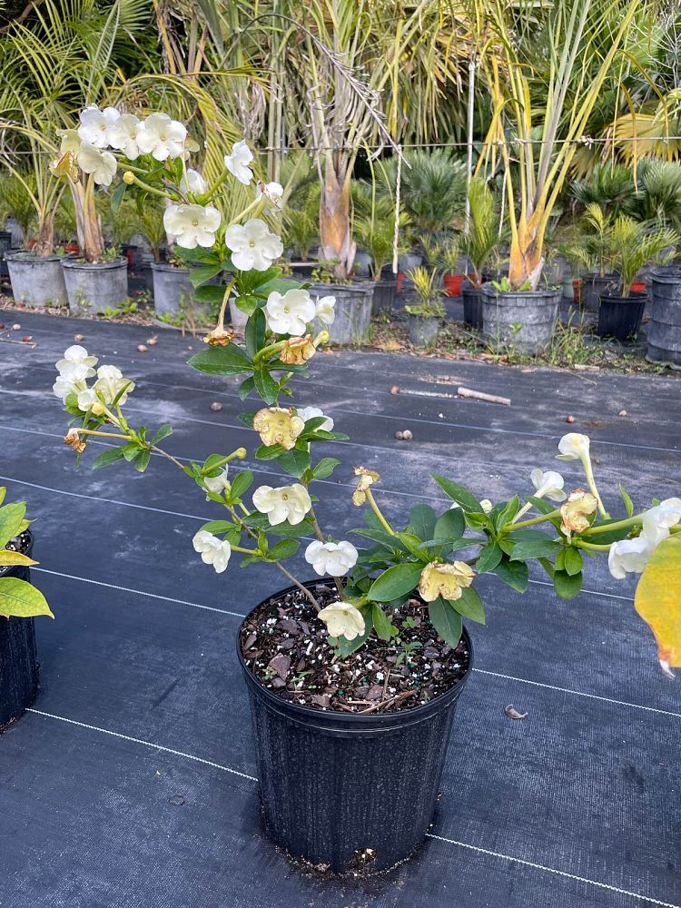 brunfelsia-americana-lady-of-the-night