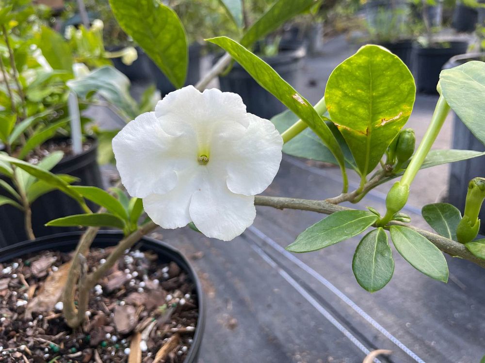 brunfelsia-americana-lady-of-the-night
