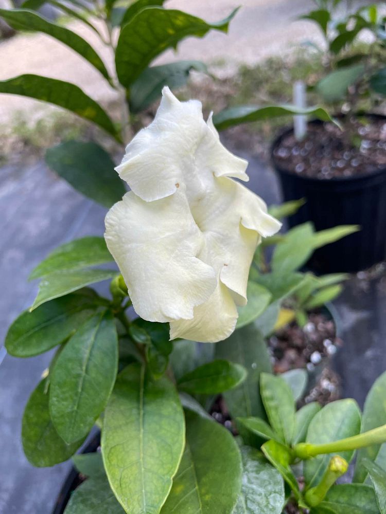 brunfelsia-americana-lady-of-the-night