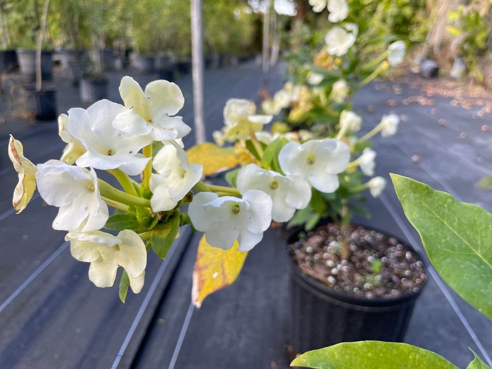 brunfelsia-americana-lady-of-the-night