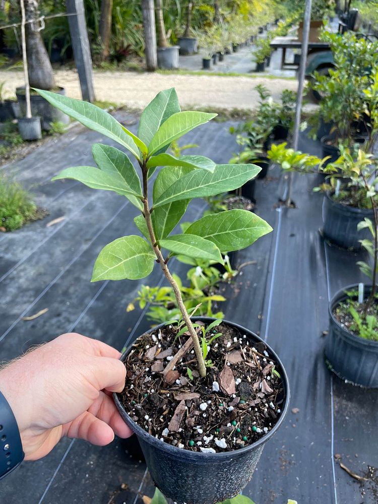brunfelsia-americana-lady-of-the-night