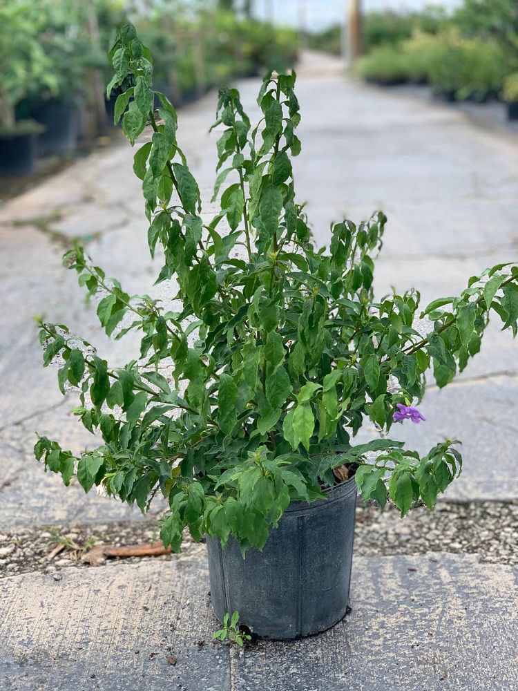 brunfelsia-australis-paraguay-jasmine