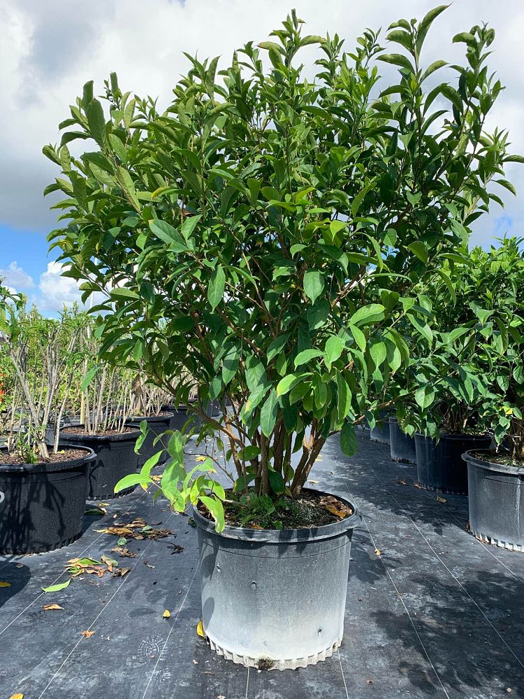 brunfelsia-calycina-yesterday-today-and-tomorrow