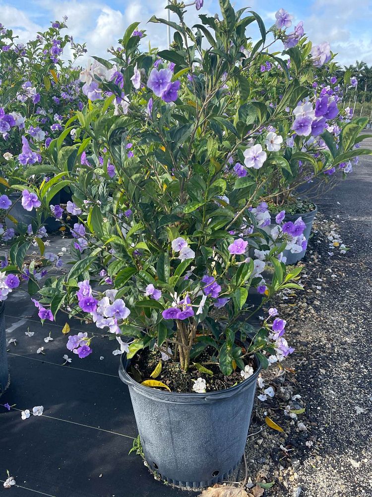 brunfelsia-calycina-yesterday-today-and-tomorrow