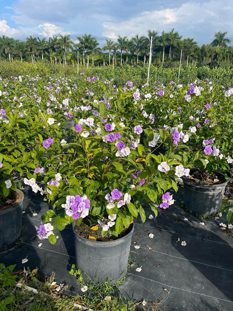 brunfelsia-calycina-yesterday-today-and-tomorrow