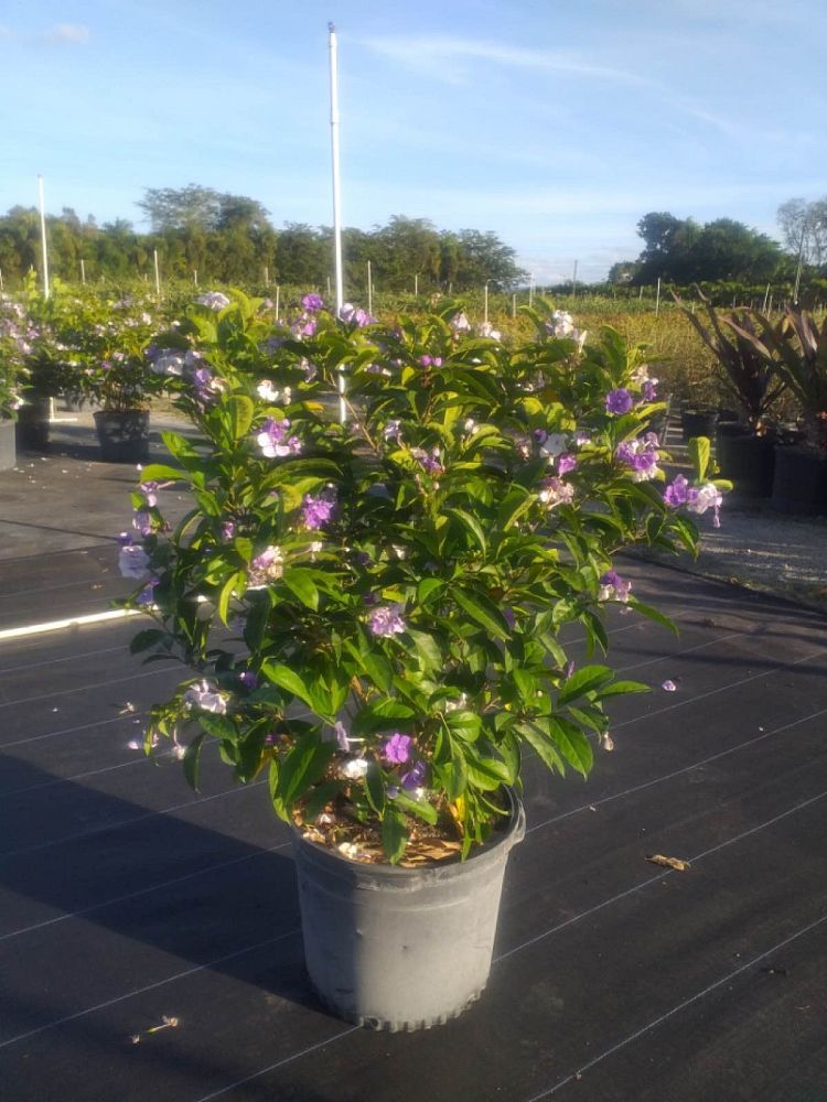 brunfelsia-calycina-yesterday-today-and-tomorrow
