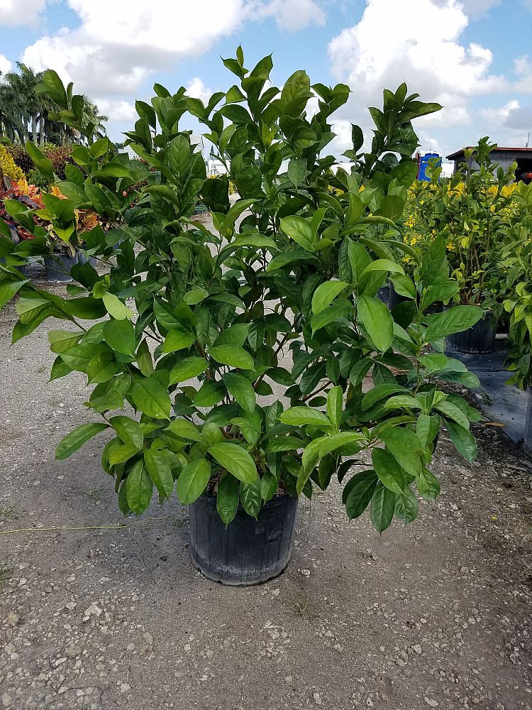 brunfelsia-calycina-yesterday-today-and-tomorrow