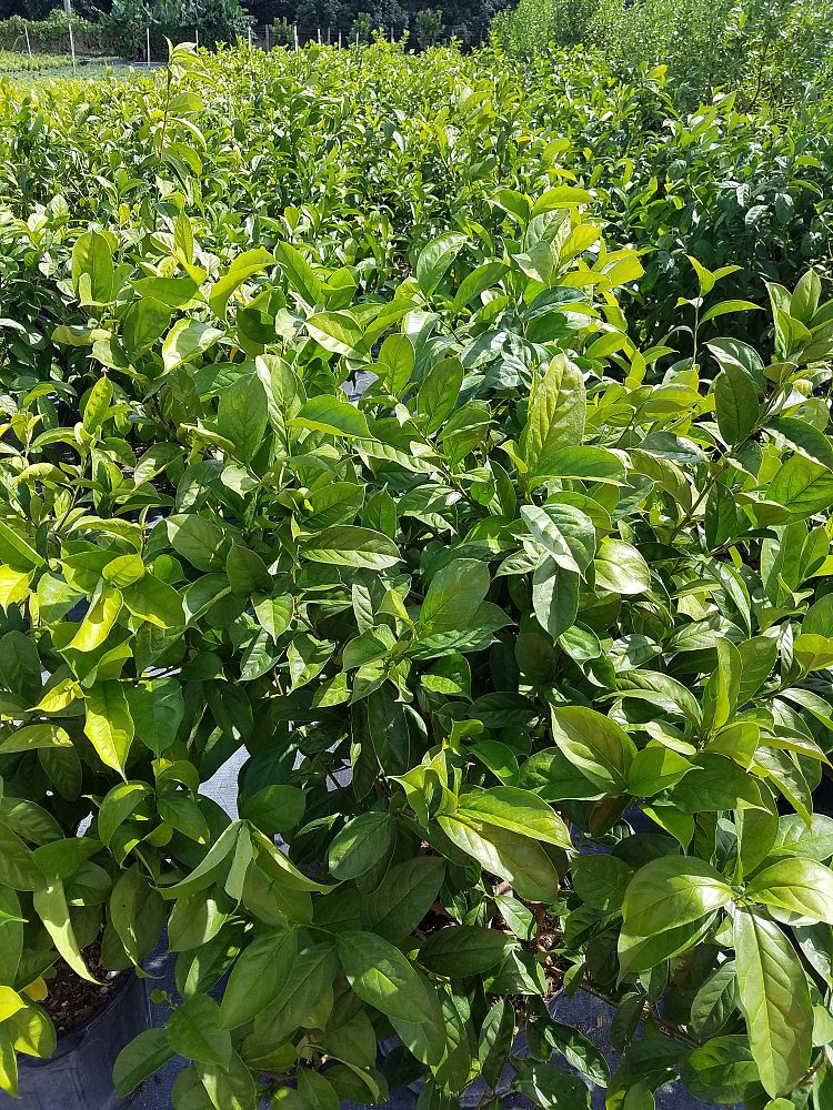 brunfelsia-calycina-yesterday-today-and-tomorrow