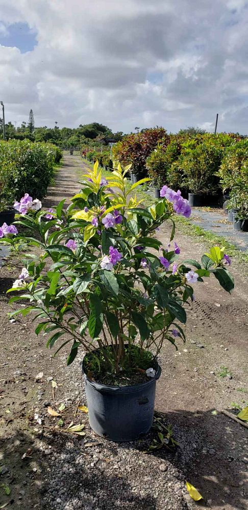 brunfelsia-calycina-yesterday-today-and-tomorrow