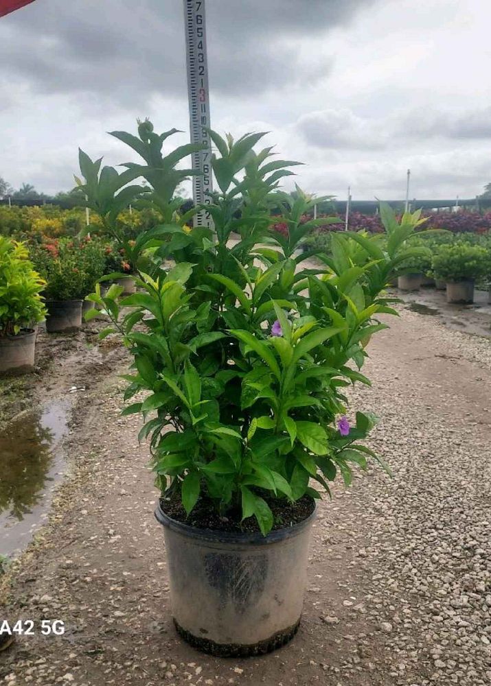 brunfelsia-calycina-yesterday-today-and-tomorrow