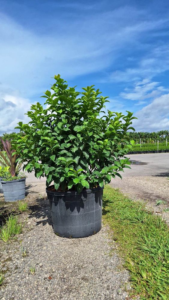 brunfelsia-calycina-yesterday-today-and-tomorrow