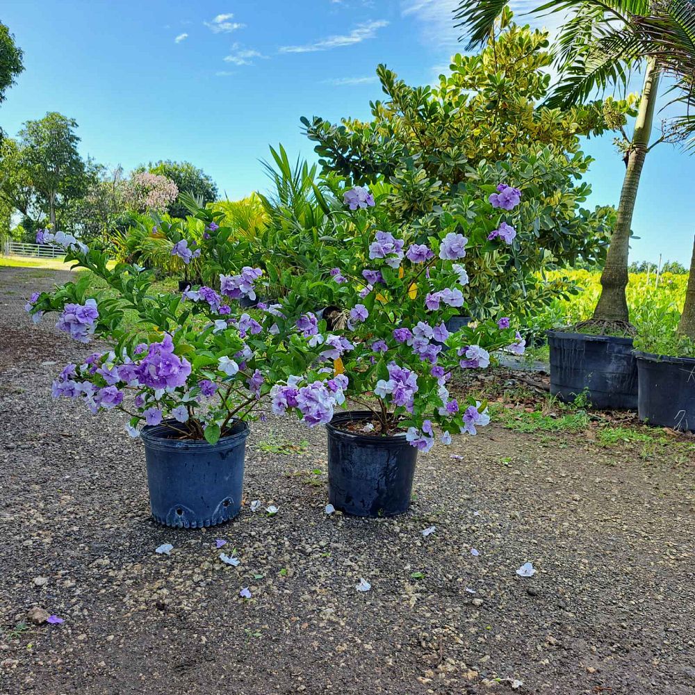 brunfelsia-calycina-yesterday-today-and-tomorrow