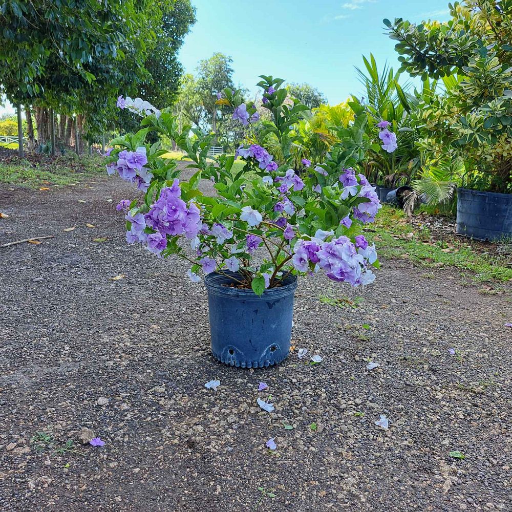 brunfelsia-calycina-yesterday-today-and-tomorrow