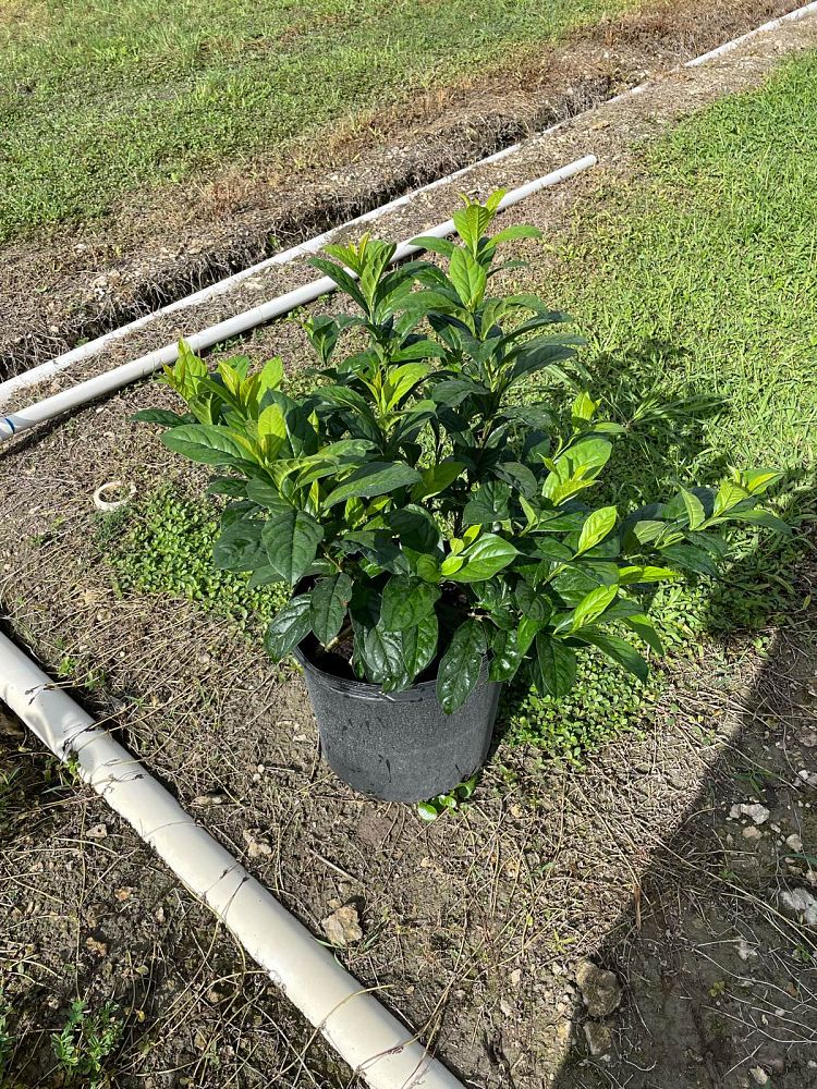 brunfelsia-calycina-yesterday-today-and-tomorrow