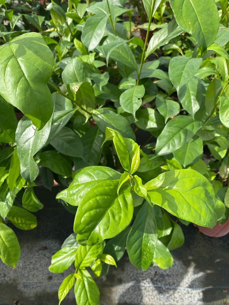 brunfelsia-calycina-yesterday-today-and-tomorrow