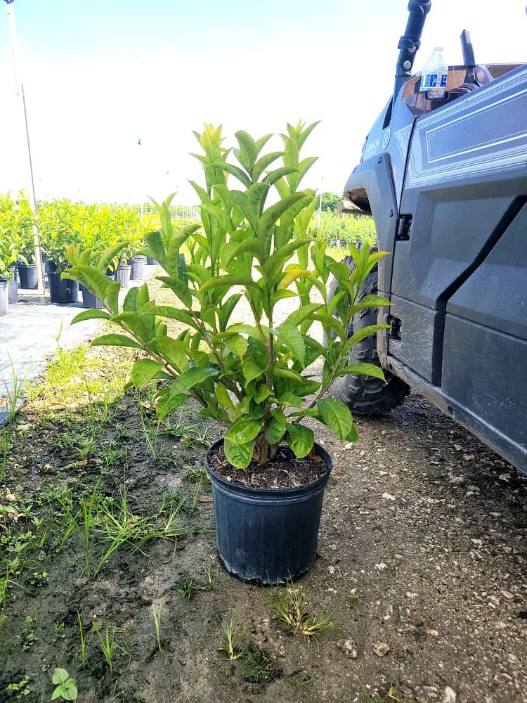 brunfelsia-calycina-yesterday-today-and-tomorrow