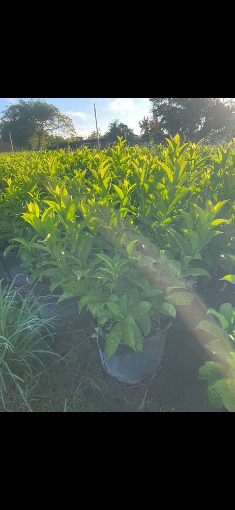 brunfelsia-calycina-yesterday-today-and-tomorrow