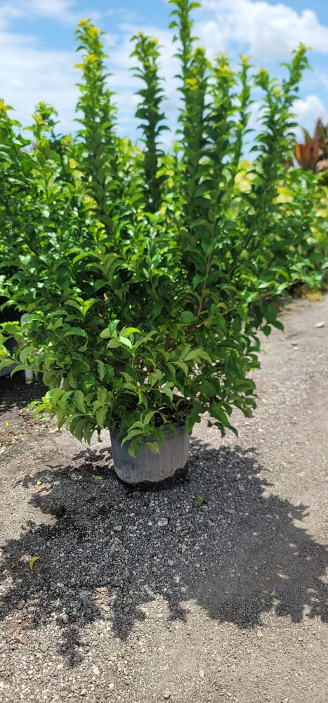 brunfelsia-calycina-yesterday-today-and-tomorrow
