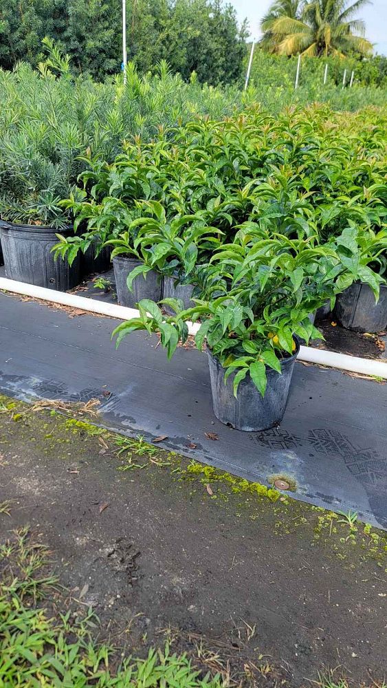 brunfelsia-calycina-yesterday-today-and-tomorrow