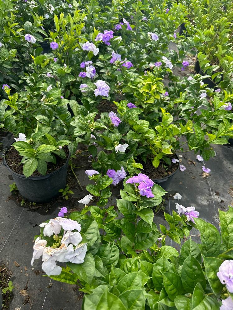 brunfelsia-calycina-yesterday-today-and-tomorrow