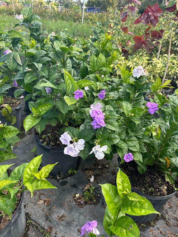 brunfelsia-calycina-yesterday-today-and-tomorrow