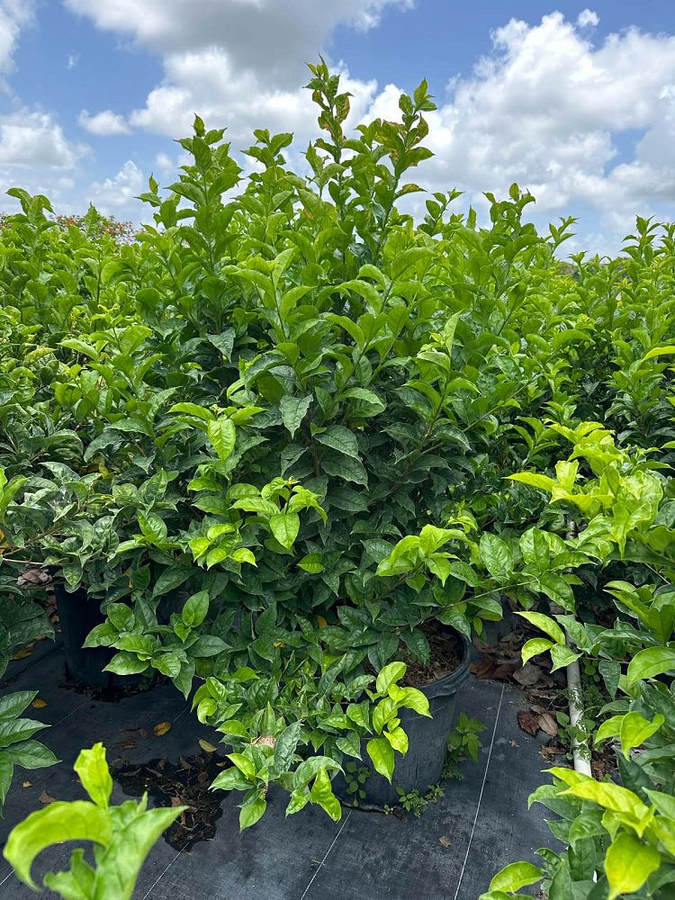 brunfelsia-calycina-yesterday-today-and-tomorrow
