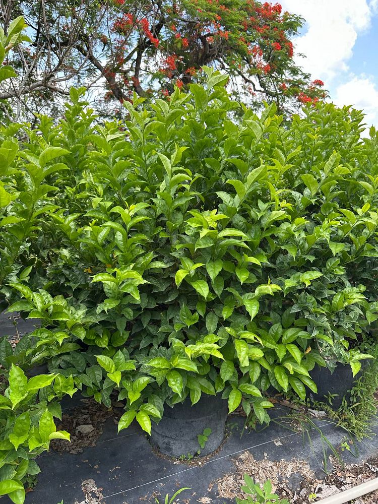 brunfelsia-calycina-yesterday-today-and-tomorrow